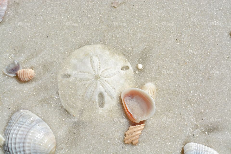 Sand dollar