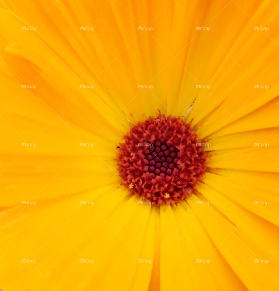Daisy yellow