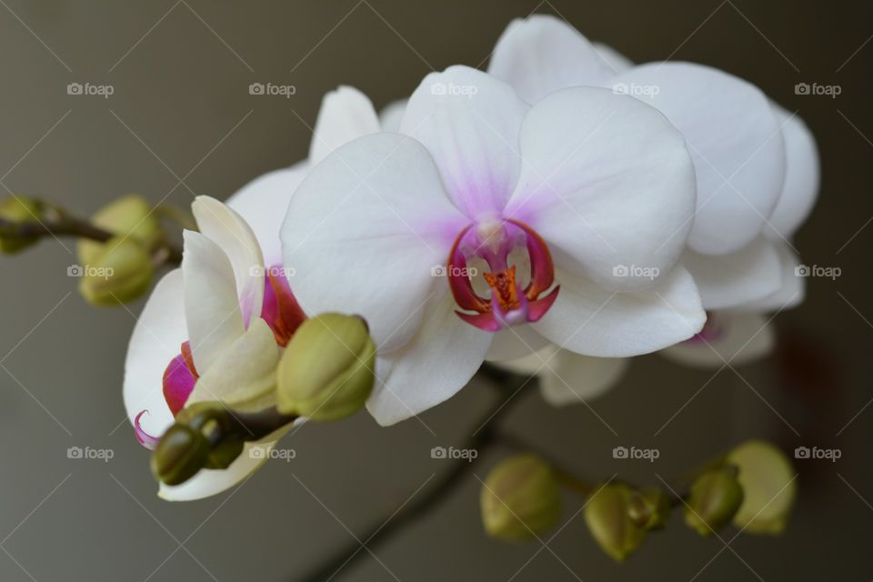 Flower, Nature, Flora, Orchids, Branch