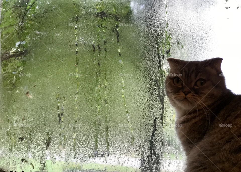 Cat on the window with rain drops