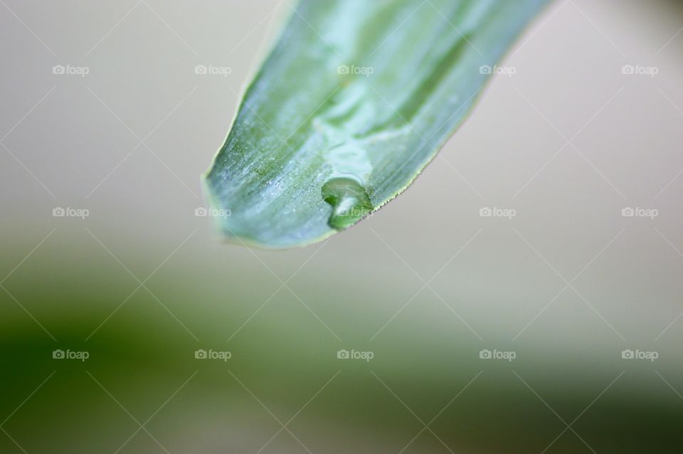 Waterdrop on leaf