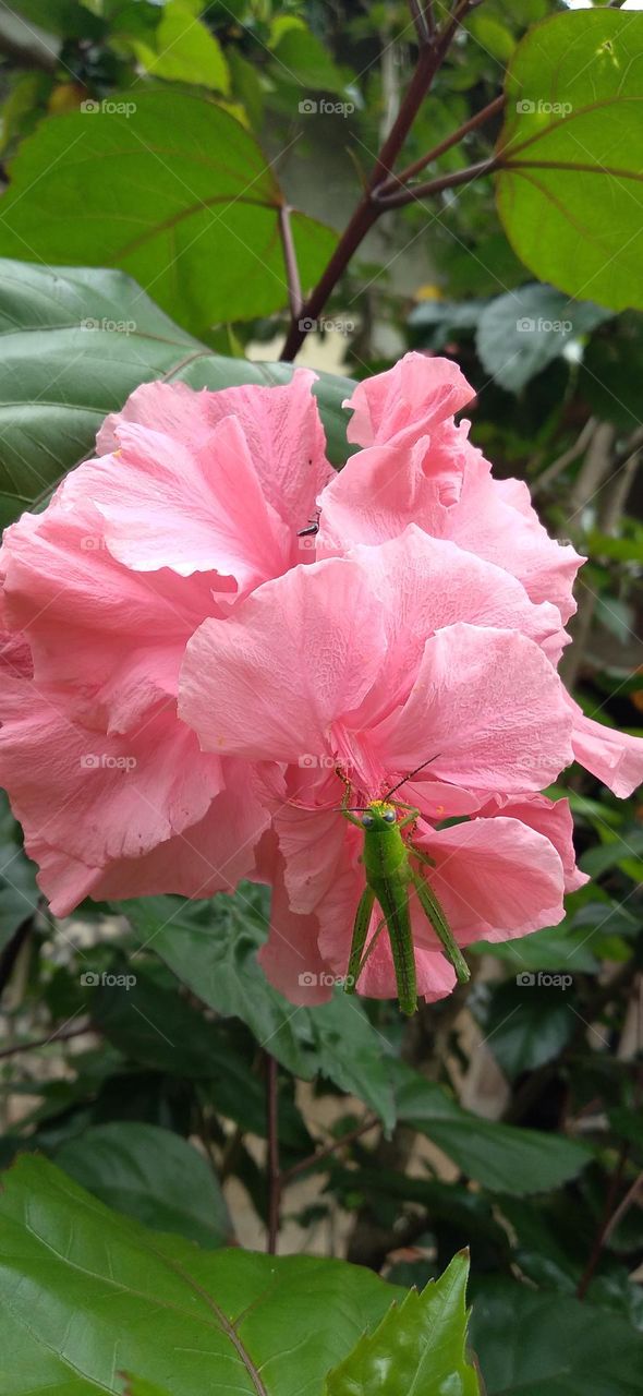 A small grasshopper perched on a hibiscus flower