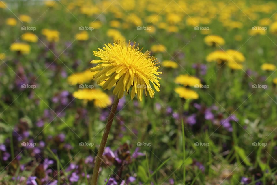 High angle view of flower