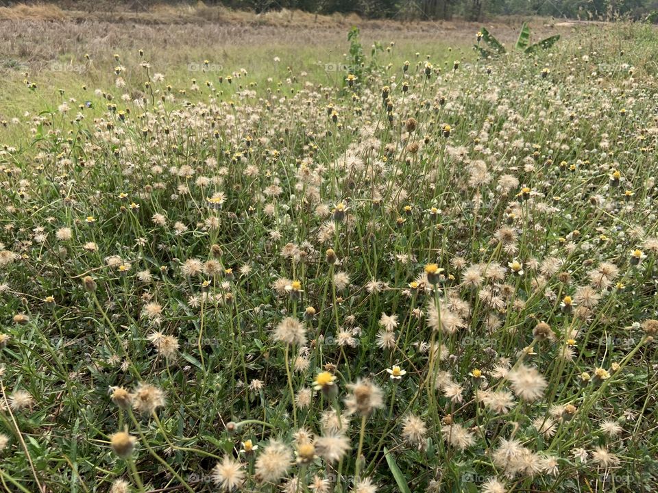 The stories of the nature, Countryside (Thailand)