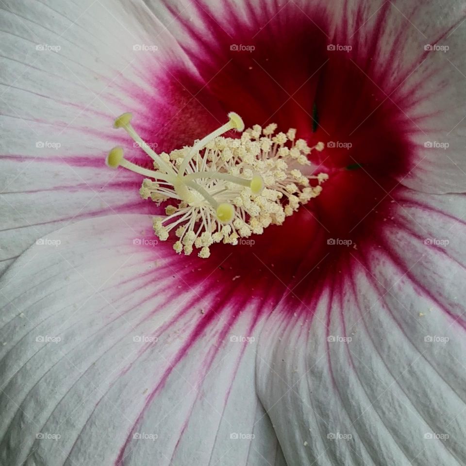 Elegant White Hibiscus with Pink Center in Macro Detail