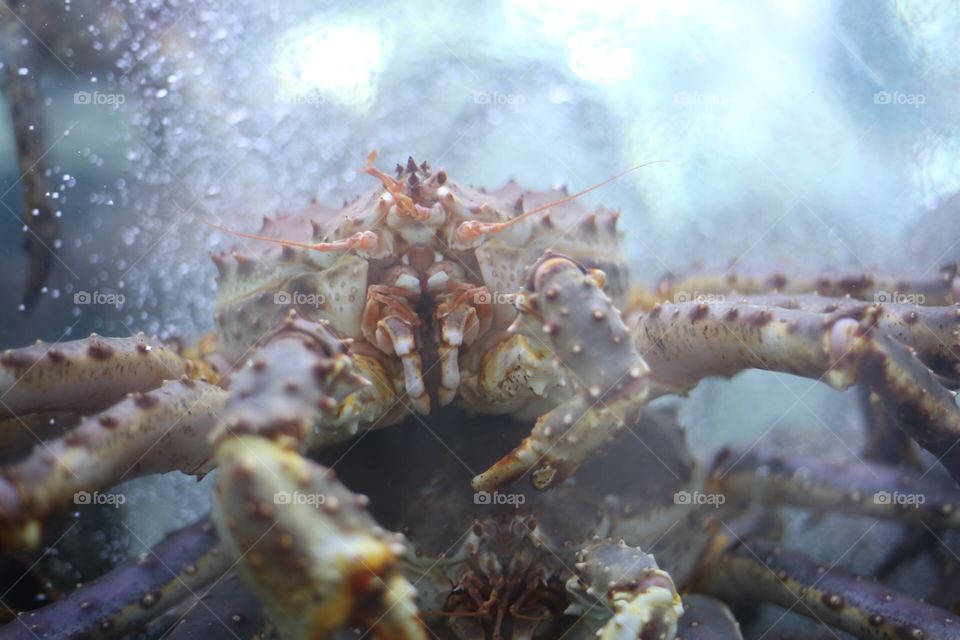 A crab in a fish tank