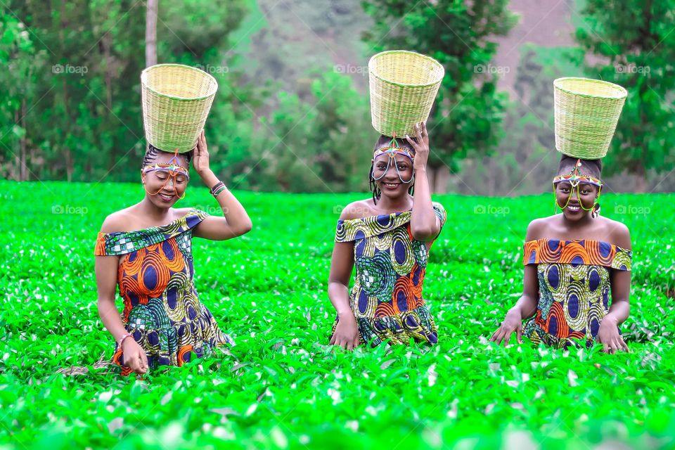  Three beautiful African in the green tea farm 