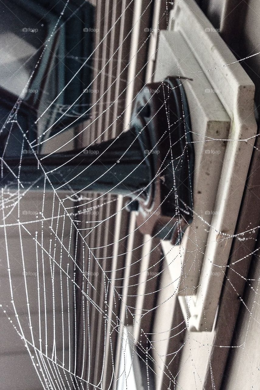 Spiderweb