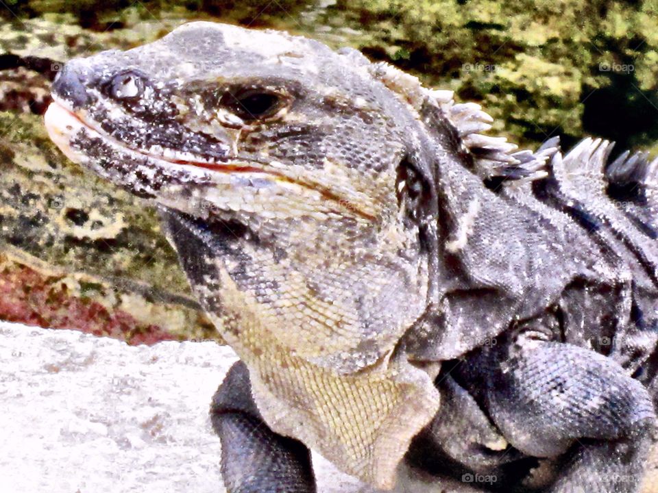 Tijuana Iguana