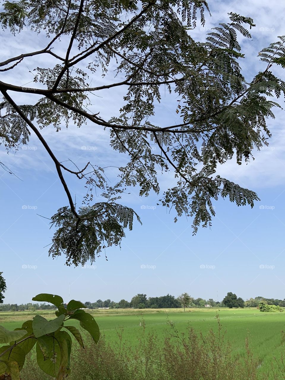 Best of 2021 : nature, Countryside (Thailand)