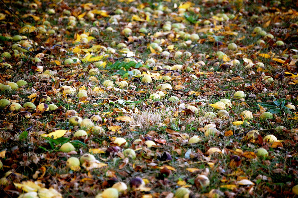 outdoors background nuts outside by refocusphoto