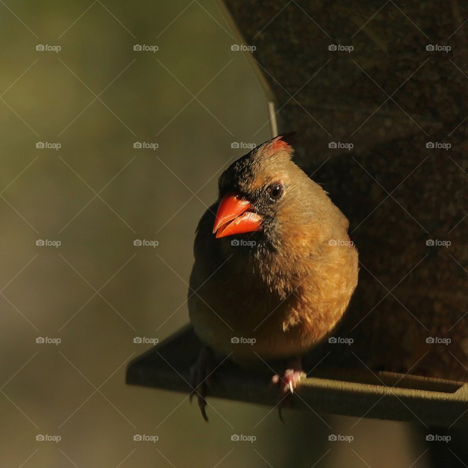 Cardinal . Having feeders strategically placed around your home increases your chances of catching a bird such as this!ππ·β€οΈ