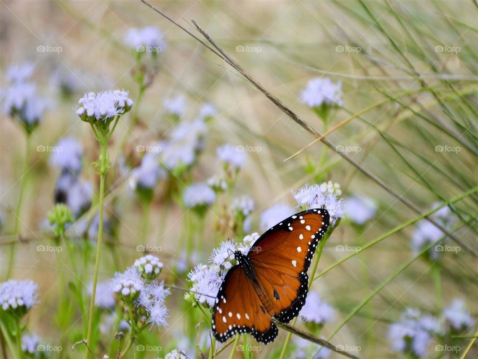 naturaleza butterfly