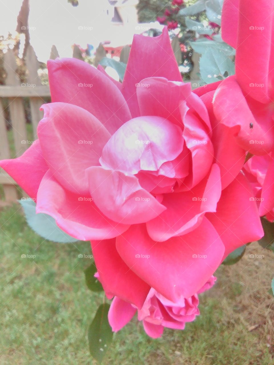 beautiful Rose