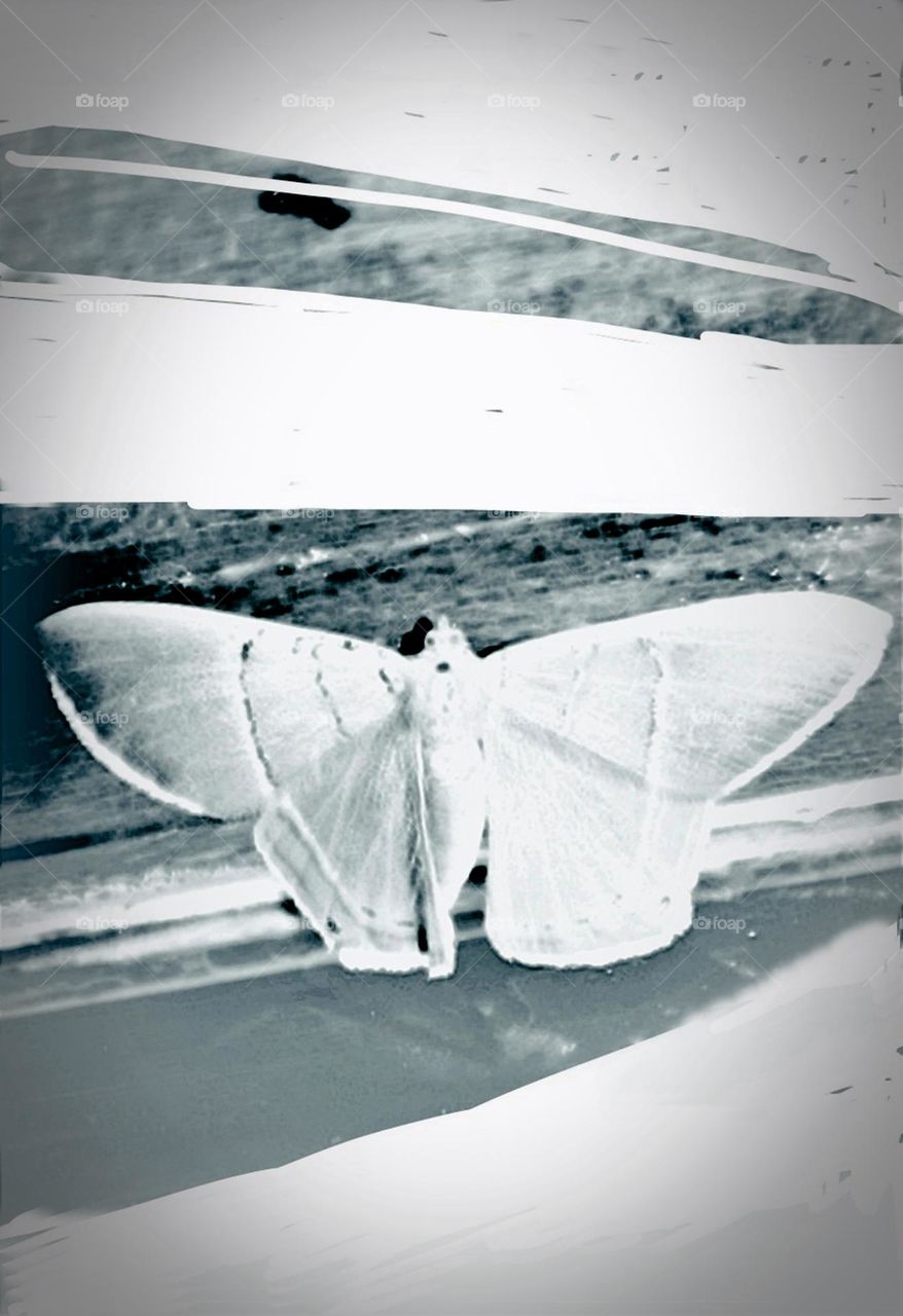 Borboleta