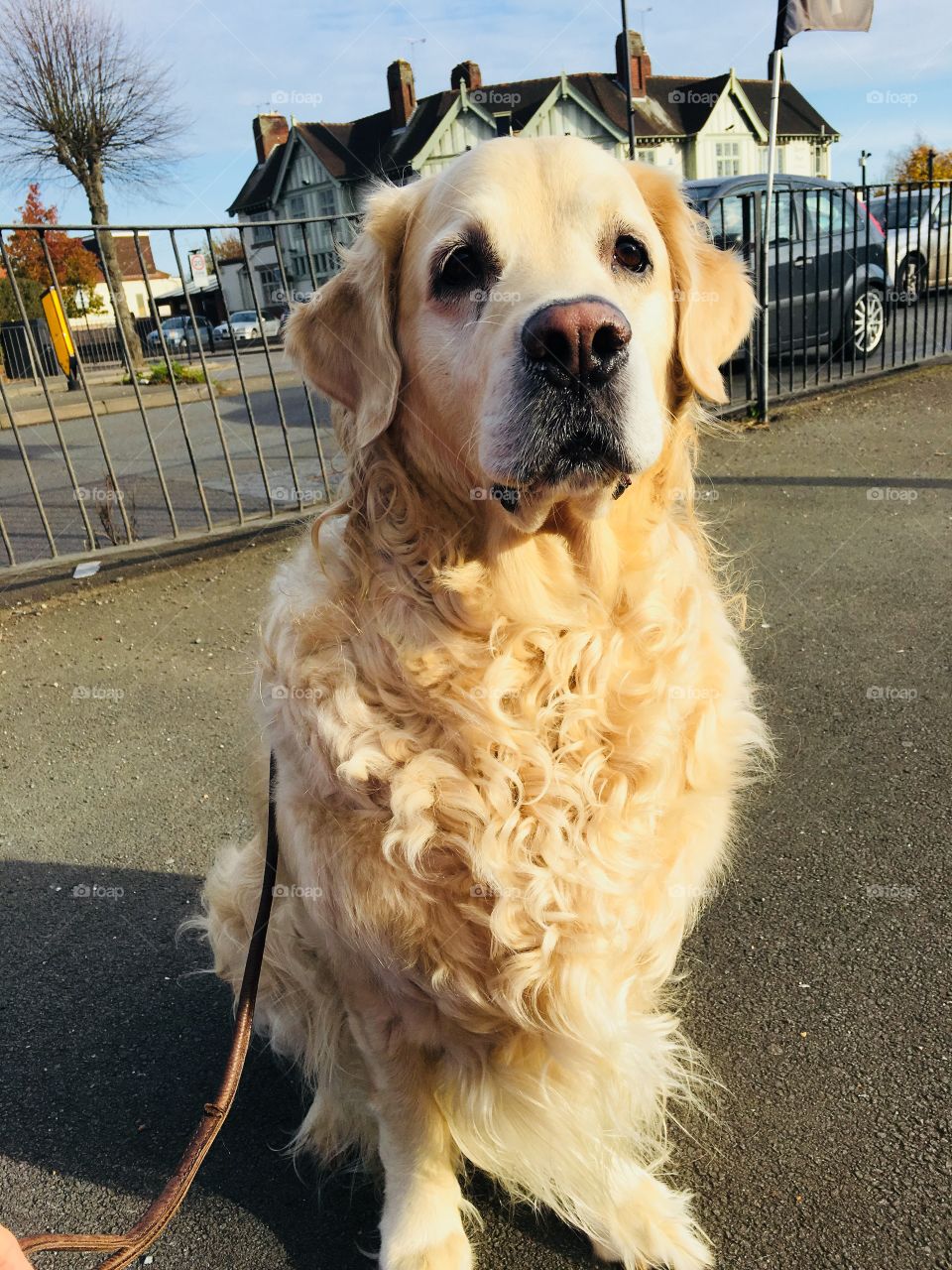 Nocas (Golden Retriever)