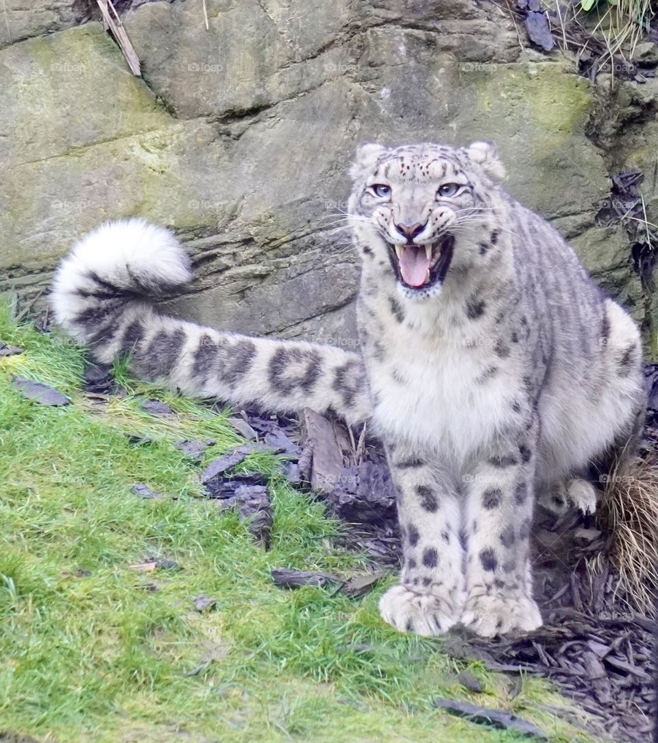 Close up with a Snow Leopard at the Zoo