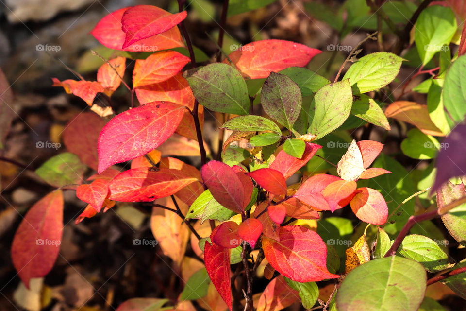 red and green leaves