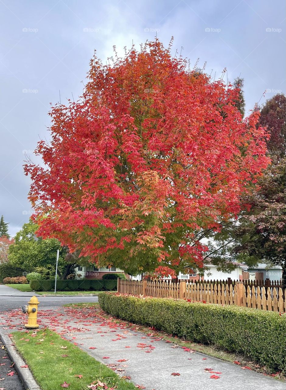 Big tree with red autumn leaves 