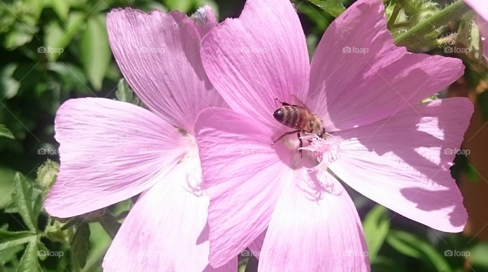 Exotic flower. Thailand