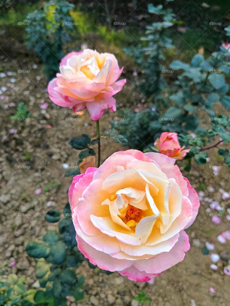 Those pink and yellow roses in the garden are absolutely stunning! It's like they're having their own little colorful party out there, brightening up the whole garden. Roses always bring such a lovely touch of elegance and charm. 🌹💖