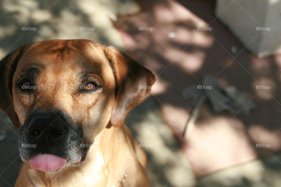 The look i get when I ask if he wants to go for a run