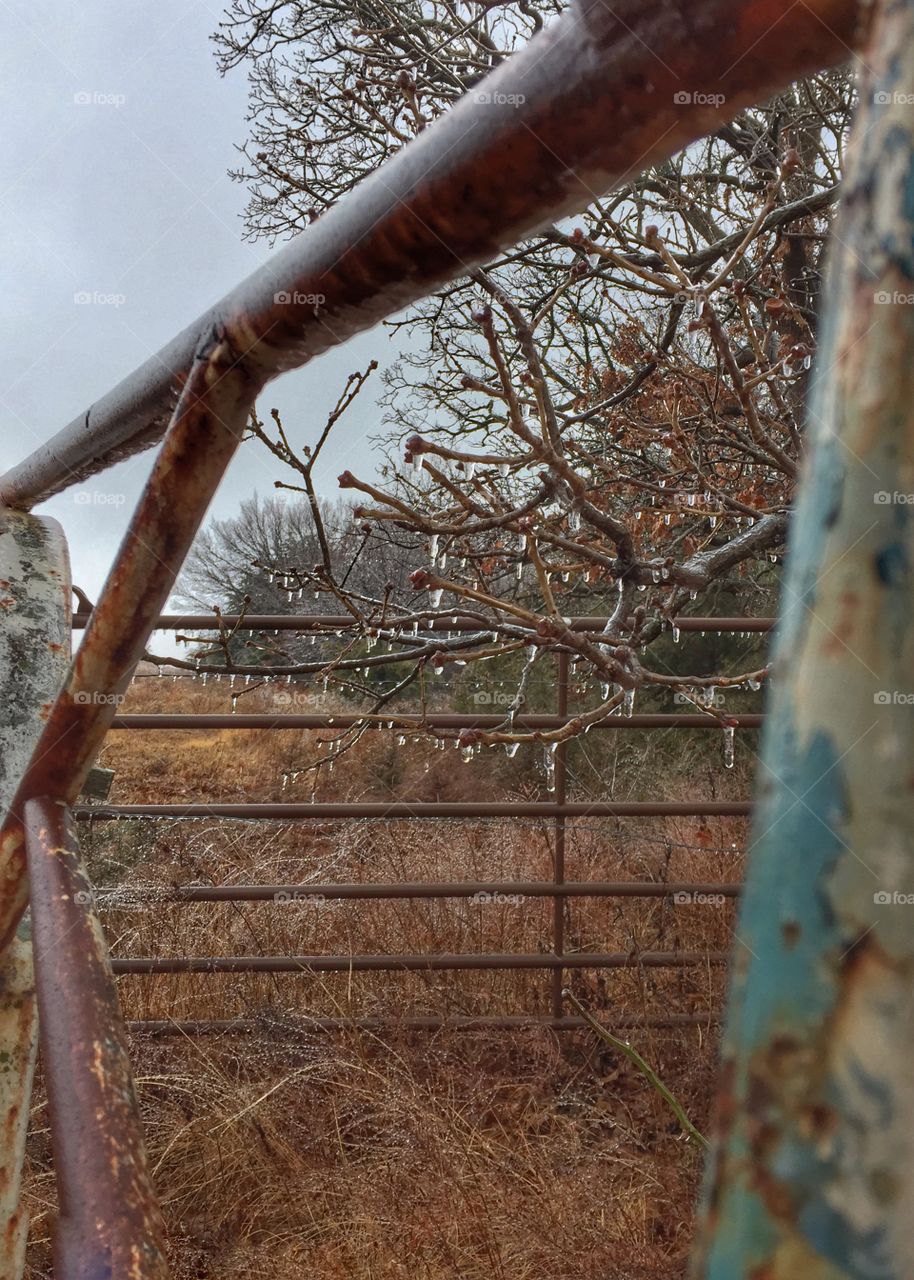 Freezing rain on oak tree behind farm gate at forest edge