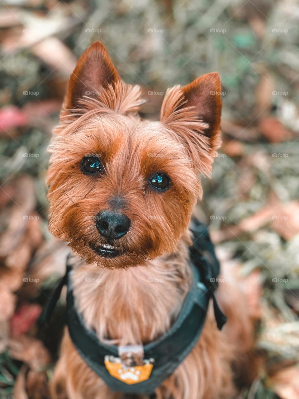 Bali The Yorkie 