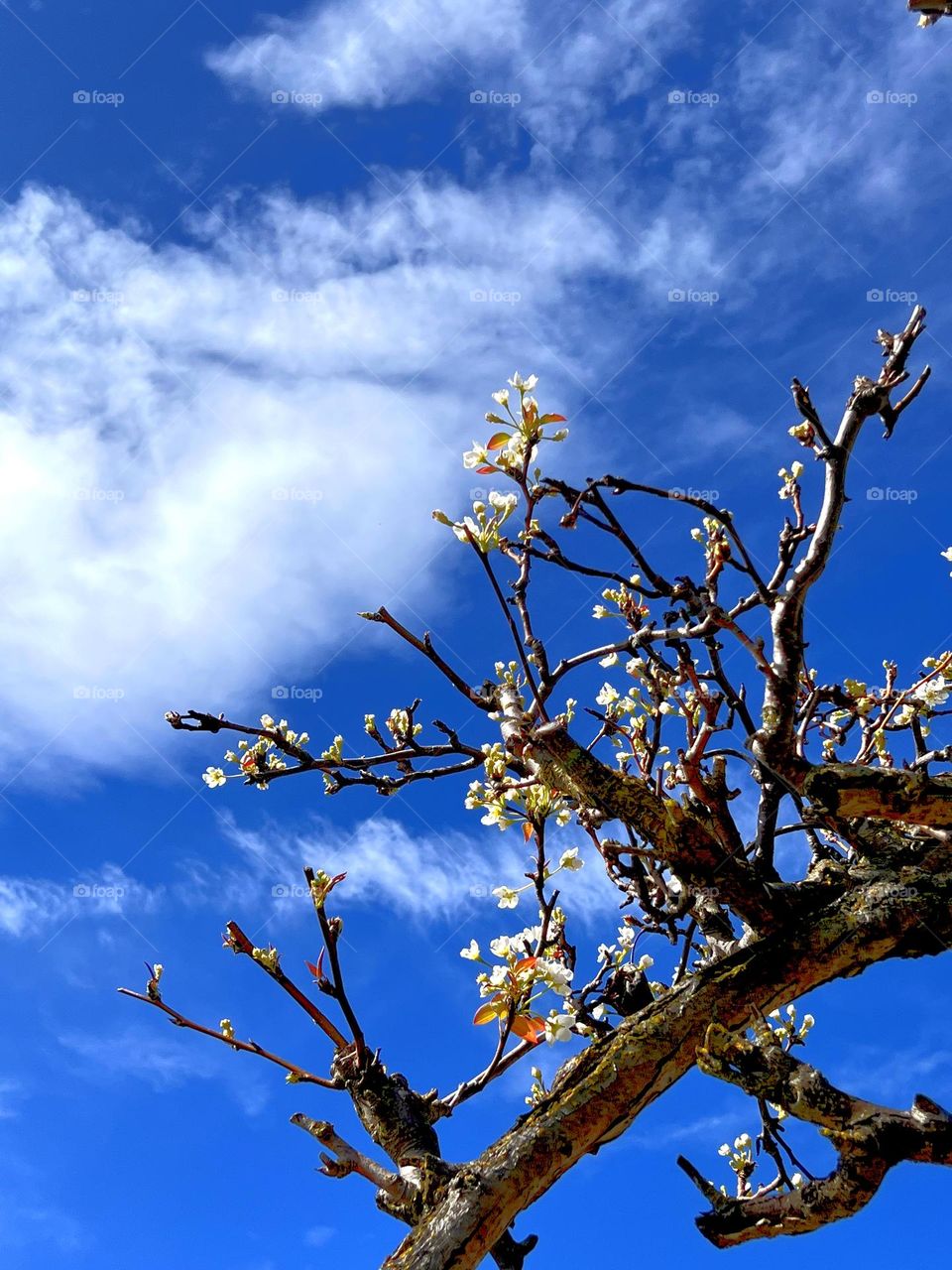 spring is coming and brings flowers.