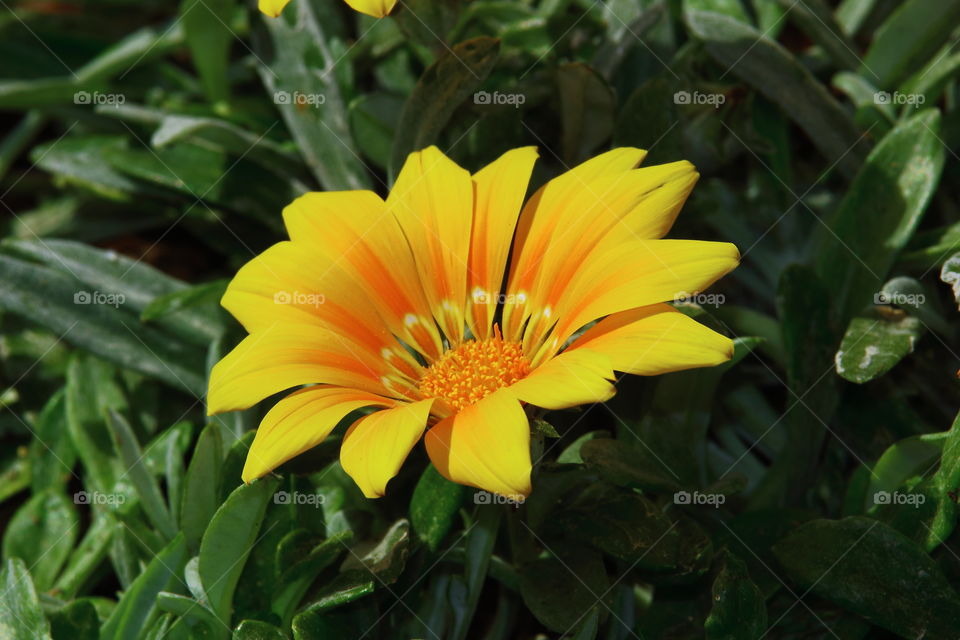 Flower macro over green grass