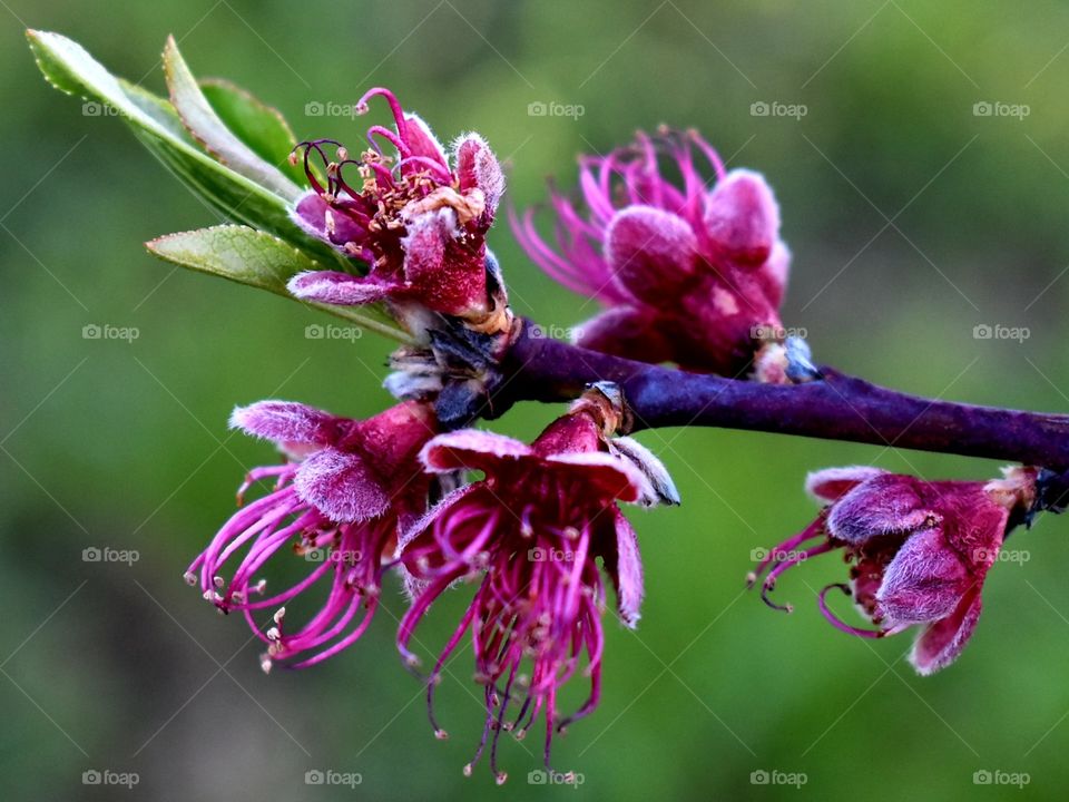 the branch of peach tree in spring