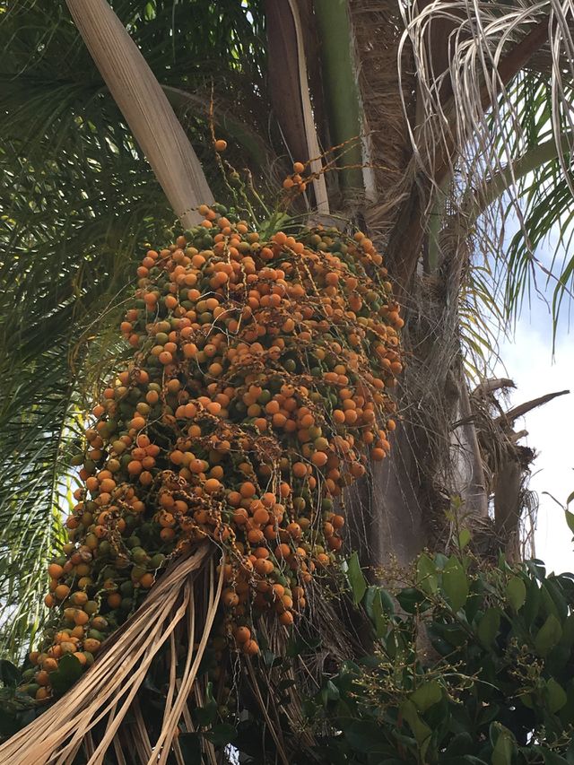 Palm tree seeds
