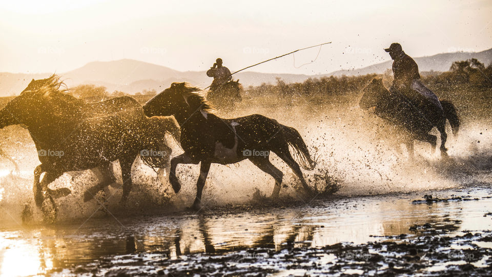 horses running in the river