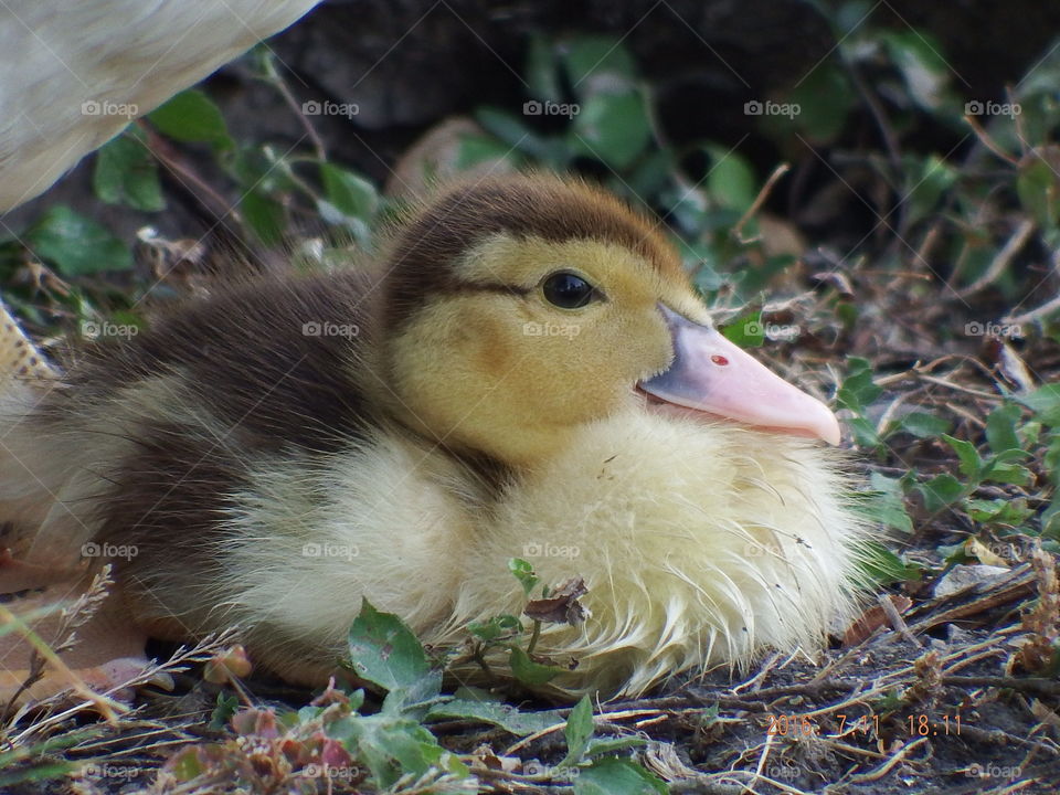 Rescued duckling resting under mother's belly.