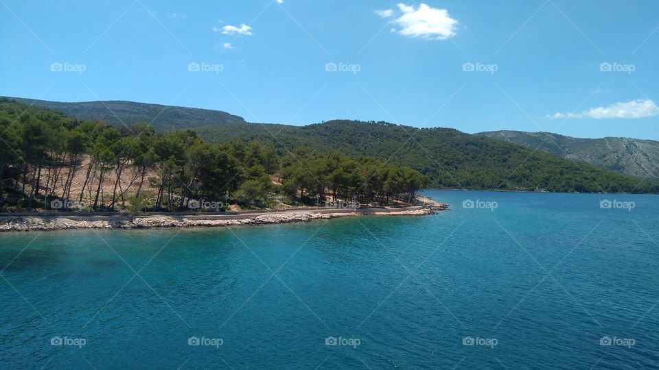 The Trees of an Island Hvar in Croatia