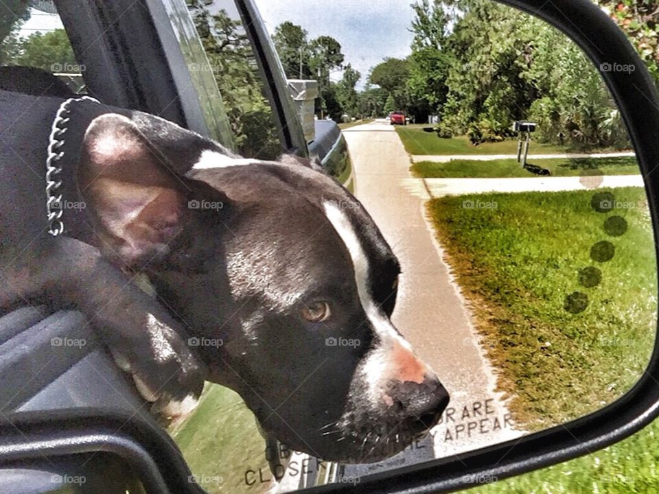 Mirror reflection of a dog