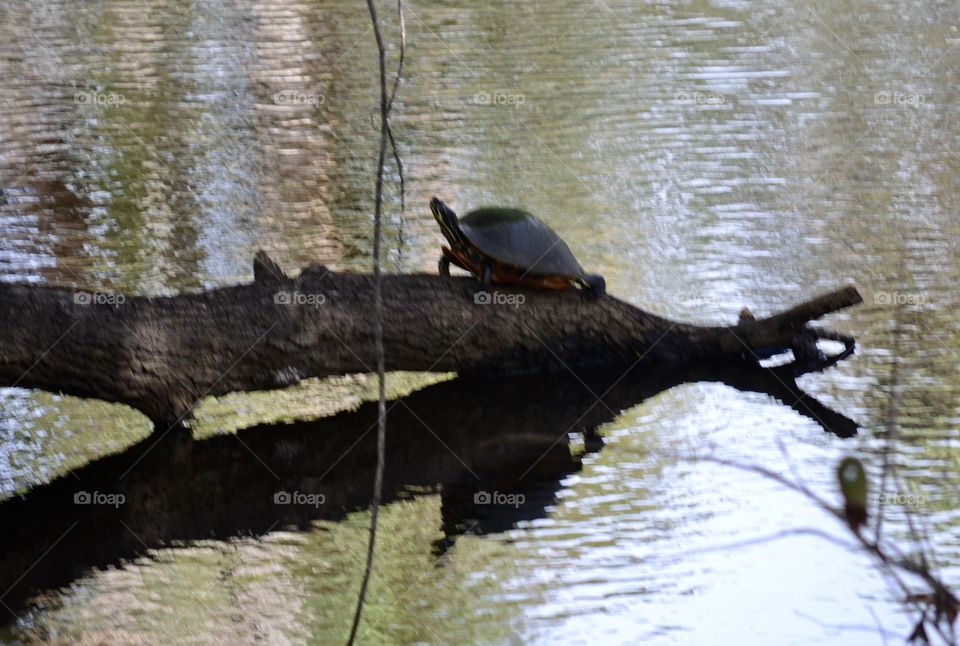 A water turtle on a log over a creek with its head looking up