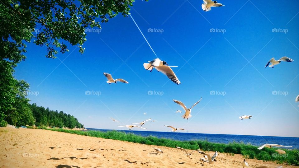 Seagulls in flight on the beach of the Gulf of Finland