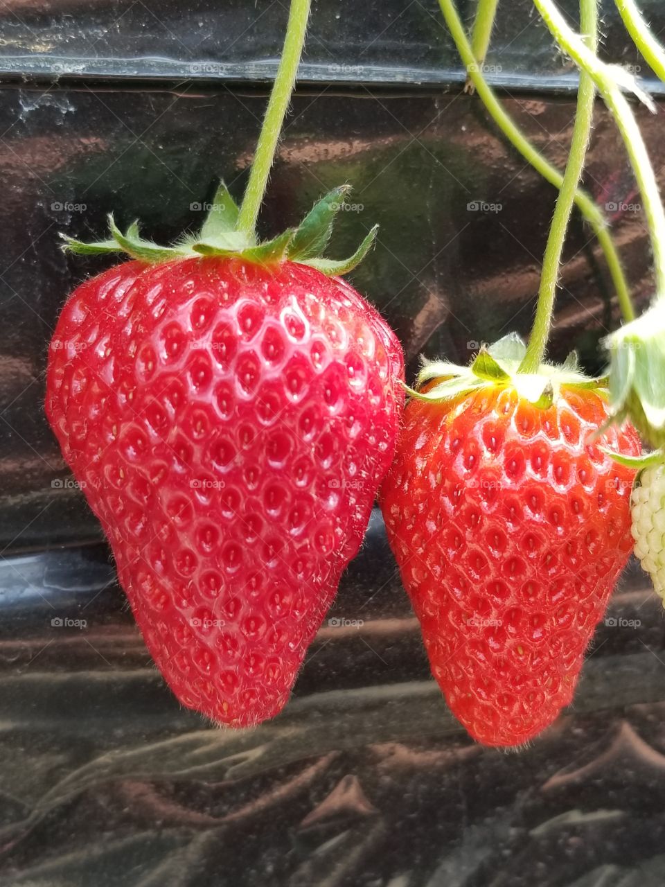delicious looking strawberry