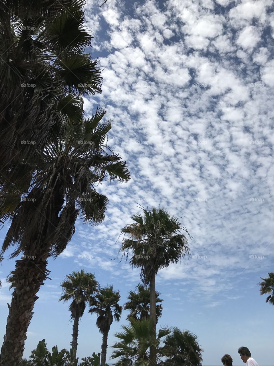 Palm Tree Clouds