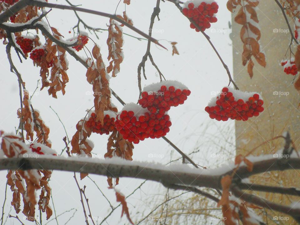 Rowan in the snow