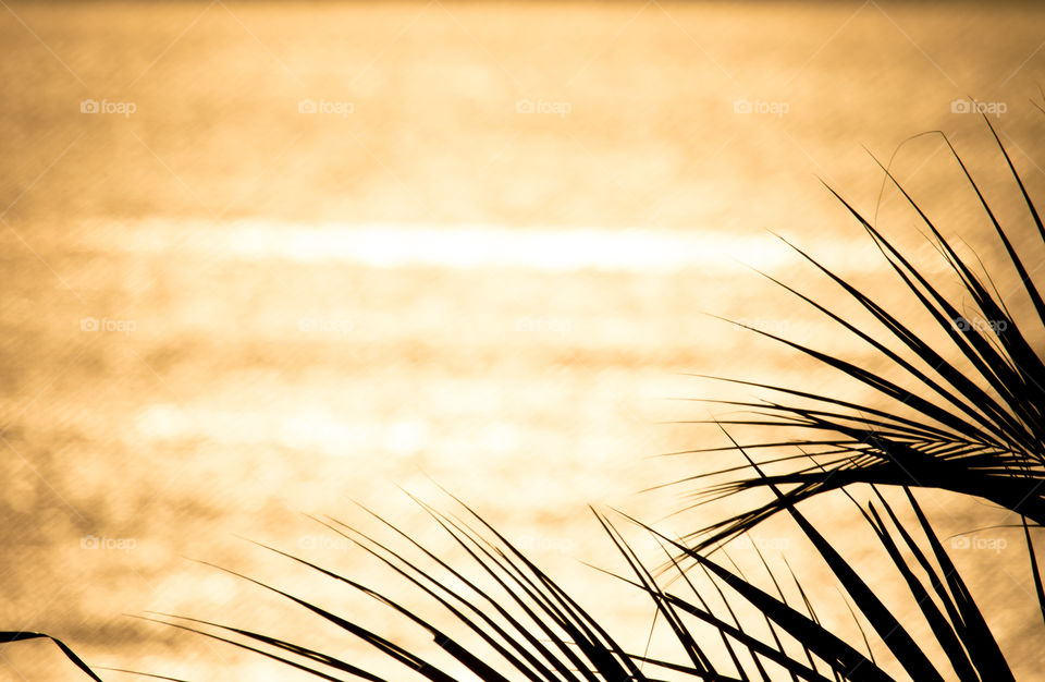 golden sea surface and coconut frond