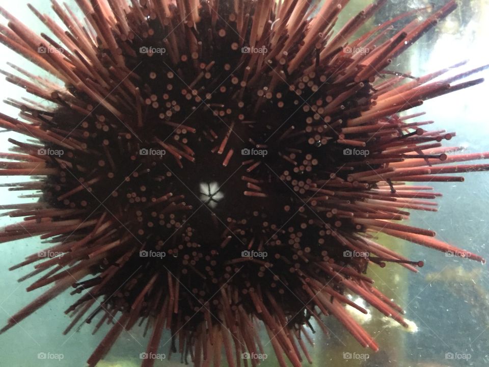 You can see five white teeth of a sea urchin.