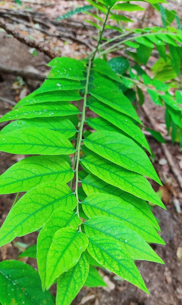 leaf