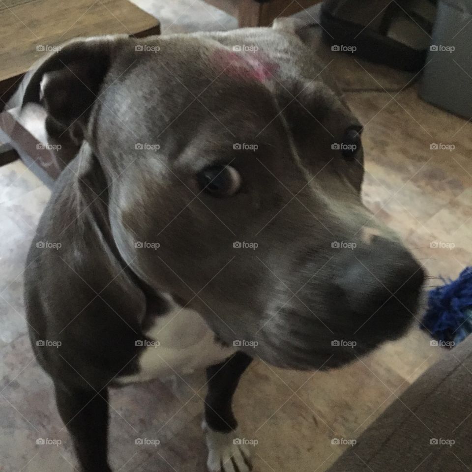 I'm innocent I swear! 