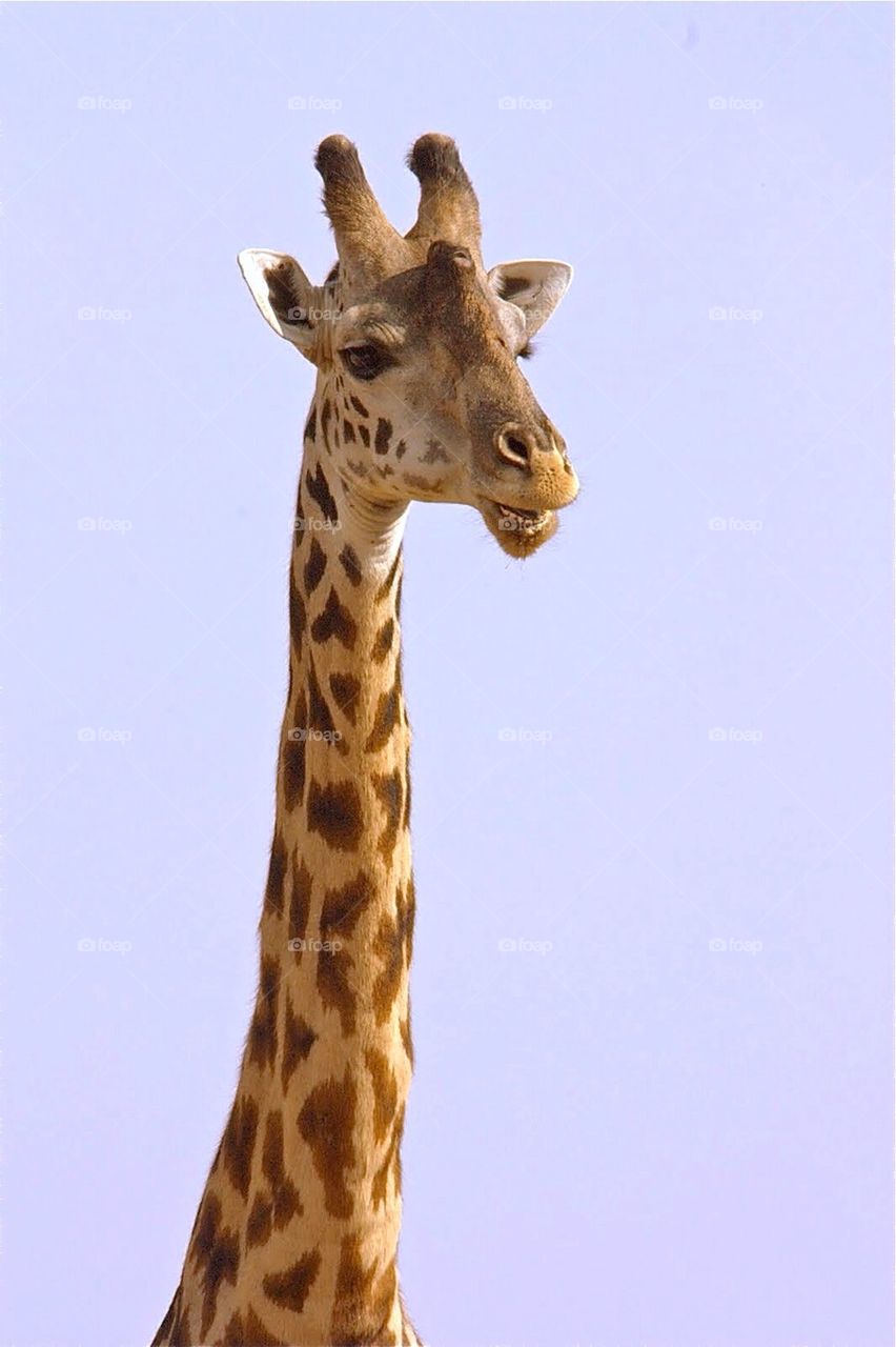 Giraffe head shot