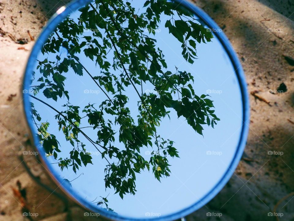 mirror reflection of tree branches in the mirror