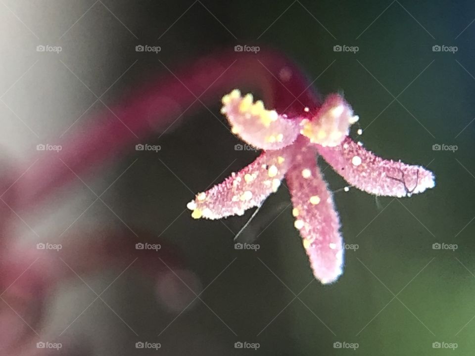 Cranesbill perennial stamina flower - macro