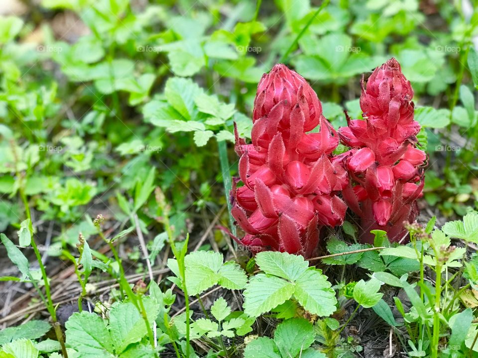 Sarcodes Sanguinea lovers 