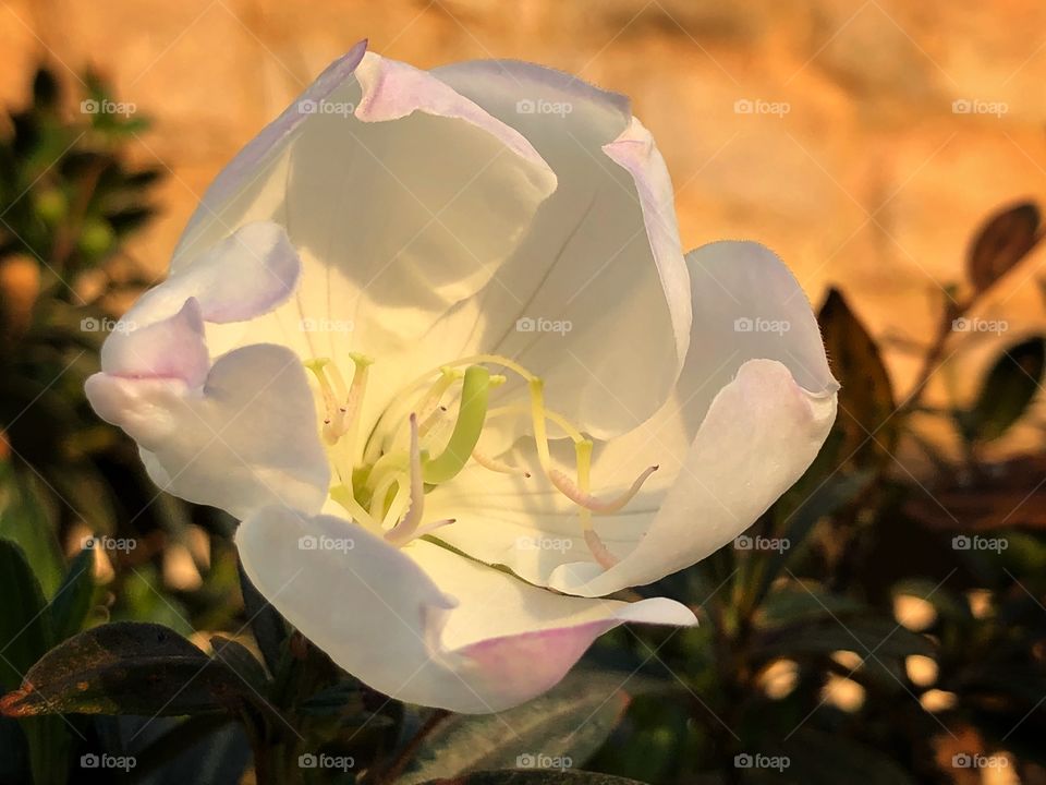 A Tibouchina mutabilis flower. It is an evergreen tree that grows in Brazil, where is called Manacá da Serra, and it is known as Glory Bush in Australia. Its flowers have different colors (white to pink), which makes it a beautiful ornamental plant.
